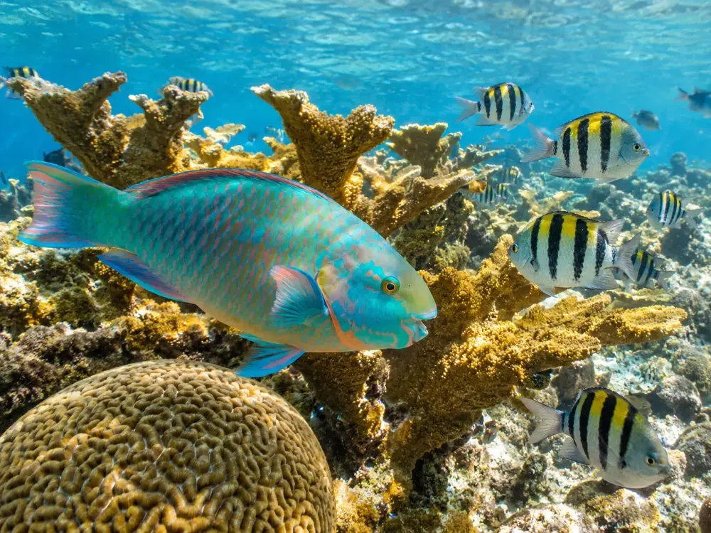 Ein Papageifisch und Sergeant Majors über Korallen in flachem, sonnendurchflutetem Wasser