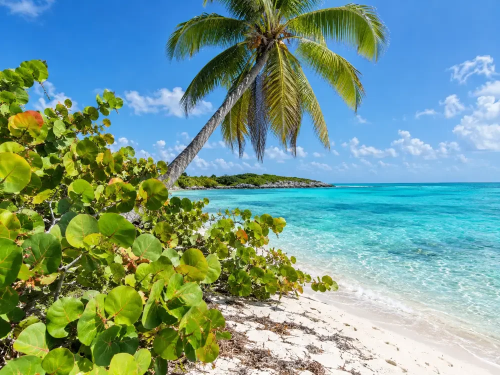 Seetraubenbüsche und eine schräge Palme am oberen Ende eines weißen Strandes